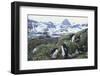 Macaroni Penguins Resting on the Shore-DLILLC-Framed Photographic Print