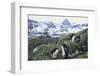 Macaroni Penguins Resting on the Shore-DLILLC-Framed Photographic Print