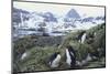 Macaroni Penguins Resting on the Shore-DLILLC-Mounted Photographic Print