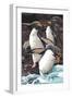 Macaroni Penguins-Lantern Press-Framed Art Print