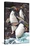 Macaroni Penguins-Lantern Press-Stretched Canvas
