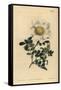 Macartney's Rose, Rosa Bracteata-Sydenham Teast Edwards-Framed Stretched Canvas