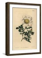 Macartney's Rose, Rosa Bracteata-Sydenham Teast Edwards-Framed Giclee Print