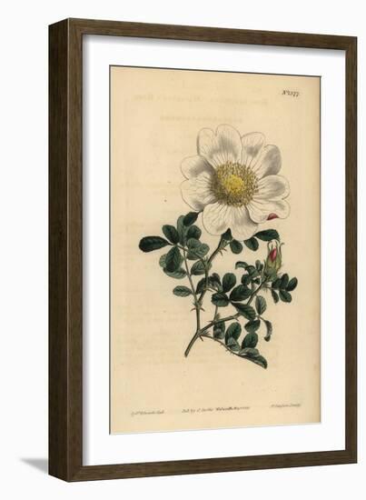 Macartney's Rose, Rosa Bracteata-Sydenham Teast Edwards-Framed Giclee Print