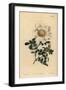 Macartney's Rose, Rosa Bracteata-Sydenham Teast Edwards-Framed Giclee Print