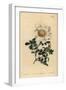 Macartney's Rose, Rosa Bracteata-Sydenham Teast Edwards-Framed Giclee Print