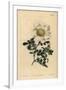 Macartney's Rose, Rosa Bracteata-Sydenham Teast Edwards-Framed Giclee Print