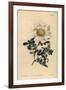 Macartney's Rose, Rosa Bracteata-Sydenham Teast Edwards-Framed Giclee Print