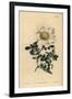 Macartney's Rose, Rosa Bracteata-Sydenham Teast Edwards-Framed Giclee Print