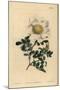 Macartney's Rose, Rosa Bracteata-Sydenham Teast Edwards-Mounted Giclee Print