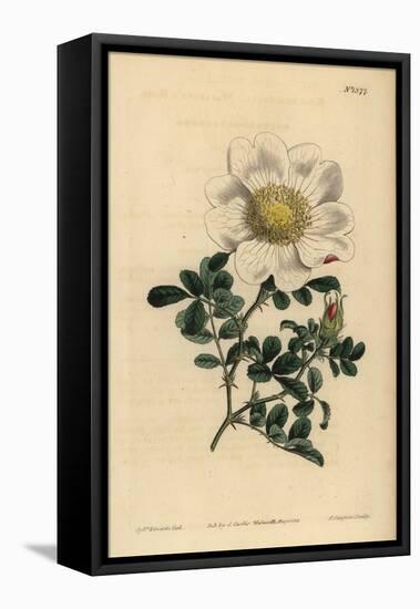 Macartney's Rose, Rosa Bracteata-Sydenham Teast Edwards-Framed Stretched Canvas