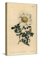 Macartney's Rose, Rosa Bracteata-Sydenham Teast Edwards-Stretched Canvas