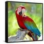 Macaw Sitting On Branch-mirceab-Framed Stretched Canvas