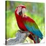 Macaw Sitting On Branch-mirceab-Stretched Canvas