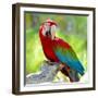 Macaw Sitting On Branch-mirceab-Framed Photographic Print