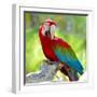 Macaw Sitting On Branch-mirceab-Framed Photographic Print