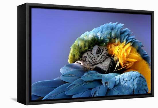 Macaw-Netfalls-Framed Stretched Canvas