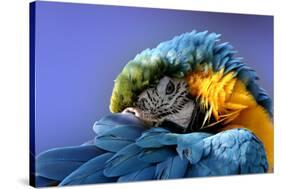 Macaw-Netfalls-Stretched Canvas