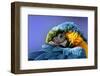 Macaw-Netfalls-Framed Photographic Print