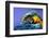 Macaw-Netfalls-Framed Photographic Print