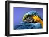 Macaw-Netfalls-Framed Photographic Print