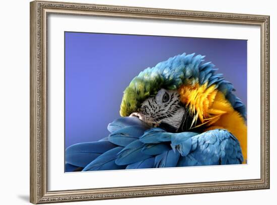 Macaw-Netfalls-Framed Photographic Print