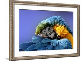 Macaw-Netfalls-Framed Photographic Print