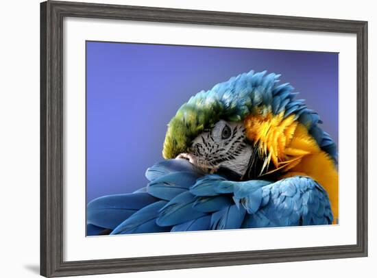 Macaw-Netfalls-Framed Photographic Print