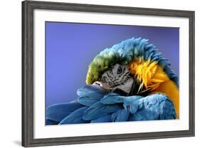 Macaw-Netfalls-Framed Photographic Print