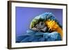 Macaw-Netfalls-Framed Photographic Print