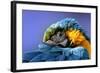 Macaw-Netfalls-Framed Photographic Print