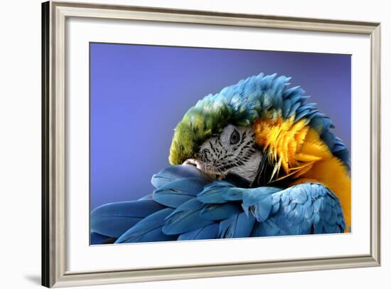 Macaw-Netfalls-Framed Photographic Print