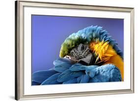 Macaw-Netfalls-Framed Photographic Print