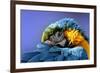 Macaw-Netfalls-Framed Photographic Print