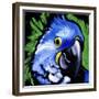 Macaw-null-Framed Premium Giclee Print