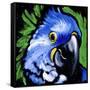 Macaw-null-Framed Stretched Canvas