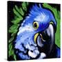 Macaw-null-Stretched Canvas