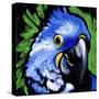 Macaw-null-Stretched Canvas