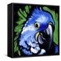 Macaw-null-Framed Stretched Canvas