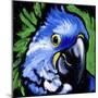 Macaw-null-Mounted Art Print