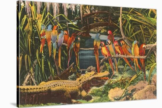 Macaws and Alligator, Florida-null-Stretched Canvas
