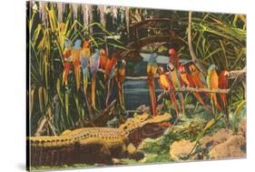 Macaws and Alligator, Florida-null-Stretched Canvas