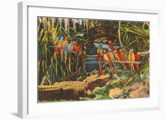 Macaws and Alligator, Florida-null-Framed Art Print