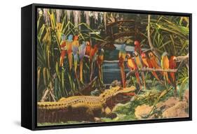 Macaws and Alligator, Florida-null-Framed Stretched Canvas