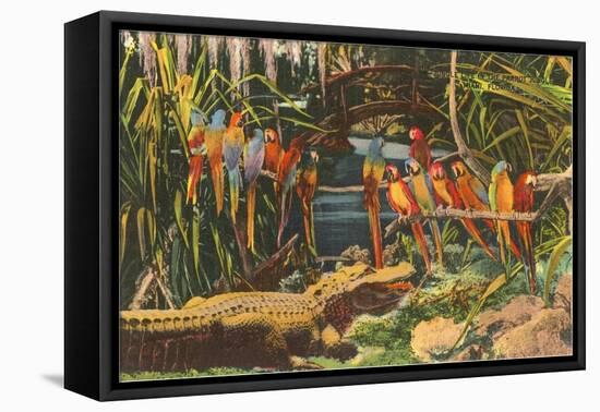 Macaws and Alligator, Florida-null-Framed Stretched Canvas