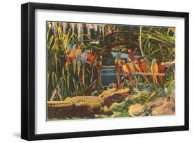 Macaws and Alligator, Florida-null-Framed Art Print