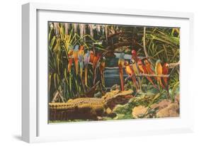 Macaws and Alligator, Florida-null-Framed Art Print