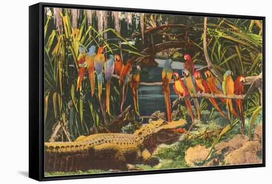 Macaws and Alligator, Florida-null-Framed Stretched Canvas