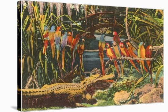 Macaws and Alligator, Florida-null-Stretched Canvas