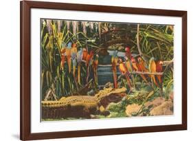 Macaws and Alligator, Florida-null-Framed Art Print